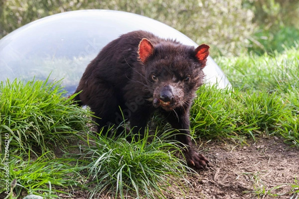 Obraz Diabeł tasmański na Tasmanii w Australii