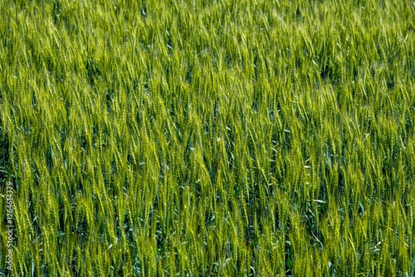 Fototapeta 麦畑