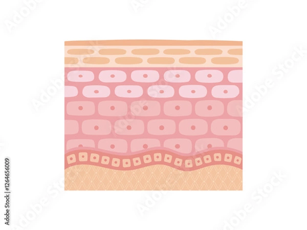 Obraz 肌断面図で見せる肌のイメージ