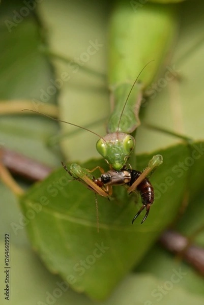 Obraz Mantis religiosa