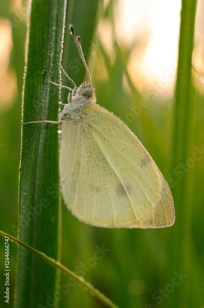 Obraz Pieris brassicae