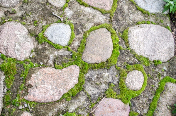 Fototapeta moss on rock wall / Cobblestone pavement with moss growing between stones / Green moss on old stone footpath / Moss growing on stone wall, Texture of stone wall covered green moss