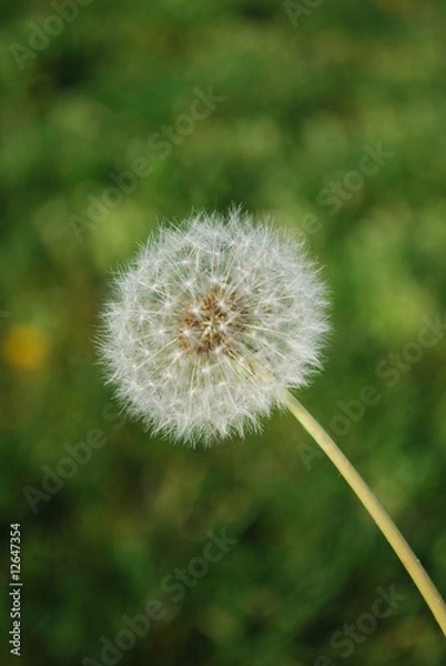 Fototapeta Dandelion with Grass Background (Corner View), Lisbon