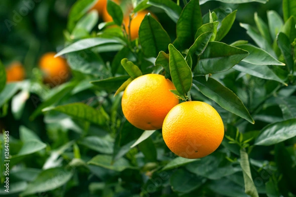 Obraz Ripe oranges hanging on a tree