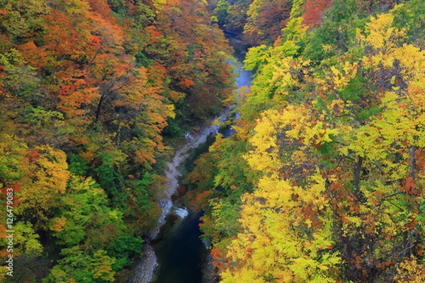 Fototapeta 紅葉の小安峡