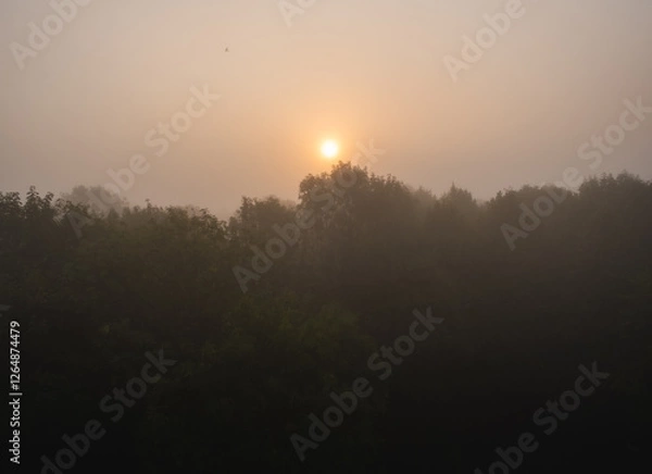 Obraz Sun behind the fog in a misty forest