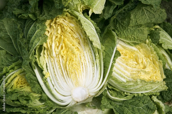 Obraz A close up view of cabbages in the field, korea 

