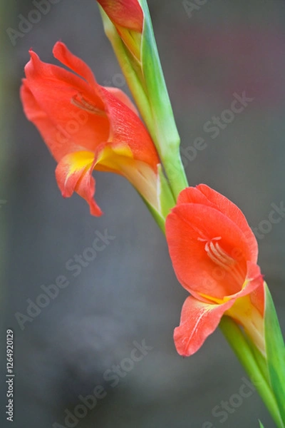 Obraz Orange Gladioli flowers in bloom.