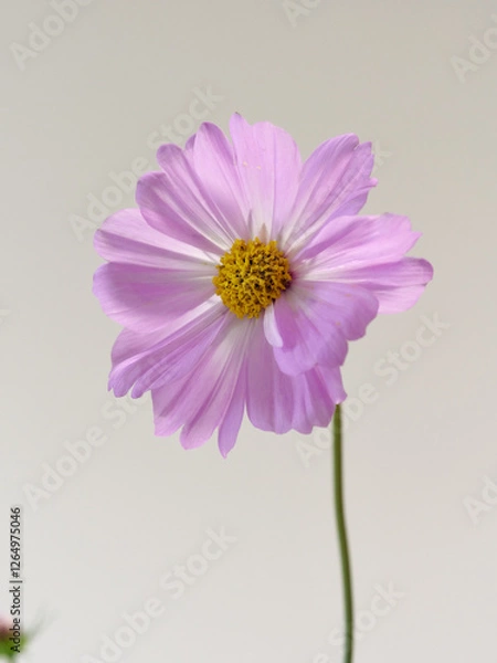 Fototapeta ピンク色のコスモス