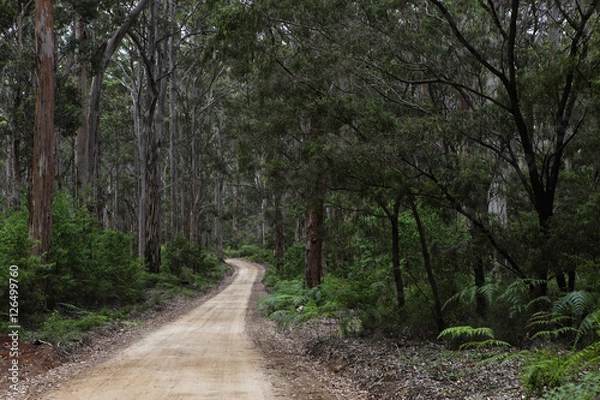 Fototapeta Tree lined dirt road