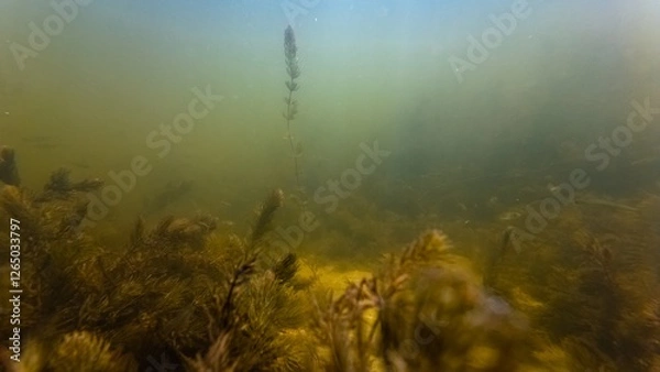 Fototapeta hornwort aquatic plant vegetation, fish fry at bottom, silt sediment substrate, algae bloom, low visibility murky muddy water, ecology threat, high noise, shallow dof, shallow river Buher in Lityn