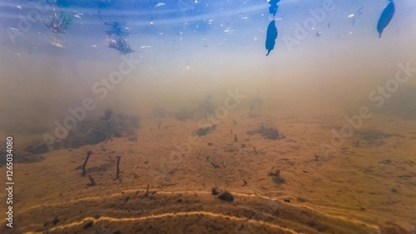 Fototapeta silt sediment substrate, cyanobacteria green algae bloom underwater ecology threat, low visibility murky water, organic particle mud, environment explore, shallow freshwater river Buher in Lityn