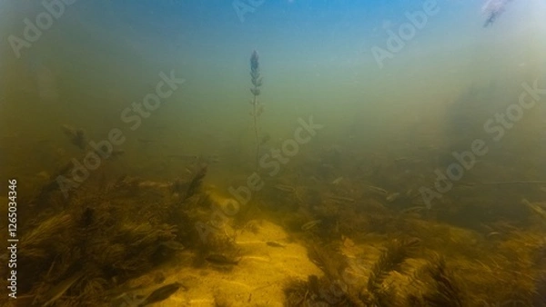 Fototapeta sunbleak shoal camouflage color, silt sediment substrate, algae bloom, hornwort backlight aquascape, low visibility murky muddy water, ecology threat, surface reflection, shallow river Buher in Lityn