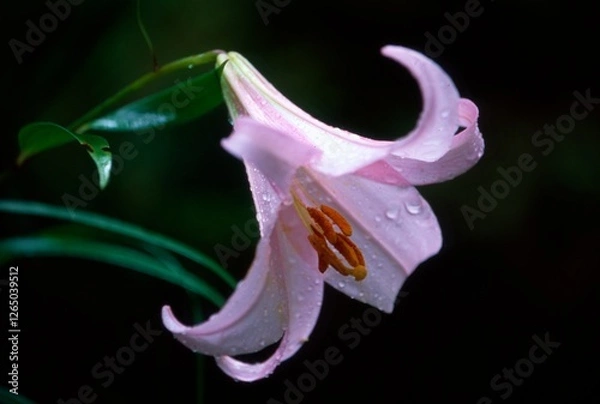 Obraz 日本のササユリ