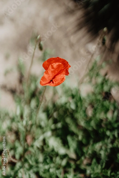 Obraz A single vibrant red poppy flower in full bloom stands against a blurred natural background, showcasing its delicate petals