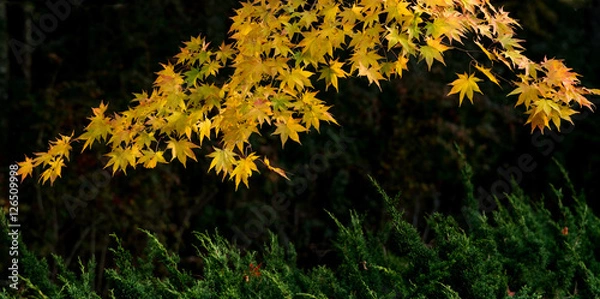 Obraz Yellow Maple leafs in garden