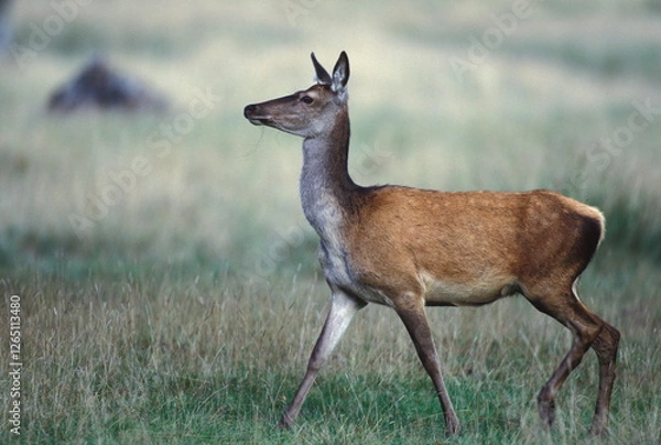 Obraz CERF D'EUROPE/CERFUS ELAPHUS
