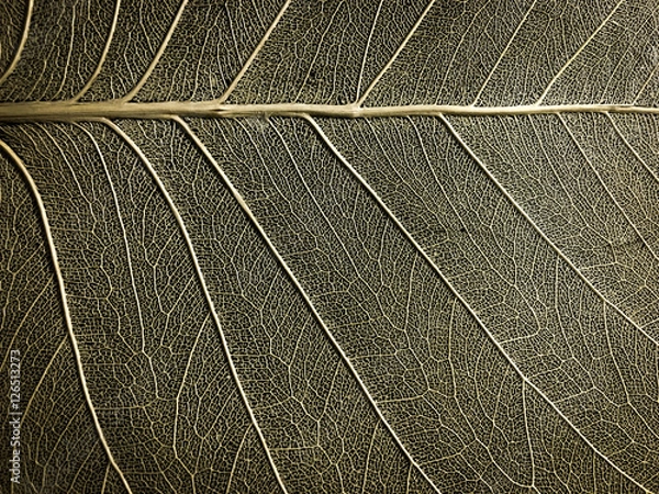 Obraz leaf detail , selective focus