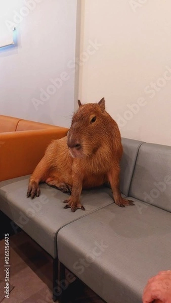 Obraz Capybara portrait