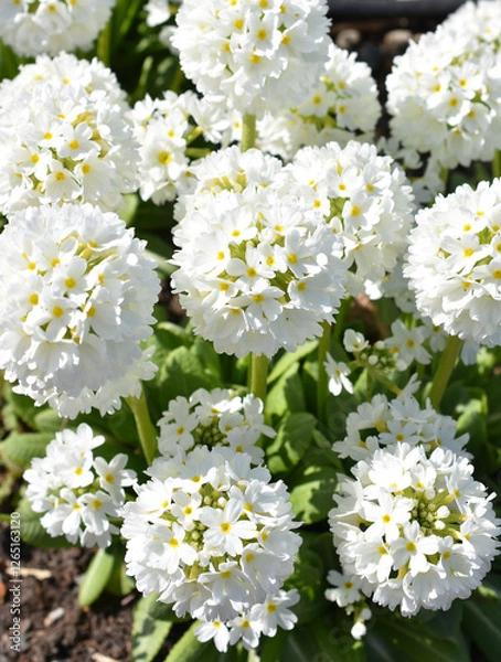 Fototapeta Close-up on flowering white Primula denticulata in a garden