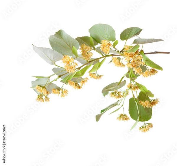 Fototapeta Linden branch  with yellow flowers and leaves isolated on a white background. Selective focus