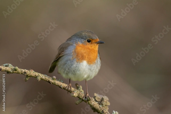 Fototapeta Robin, on a branch, close up, in a forest, in Scotland
