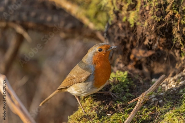Obraz robin red breast on a branch