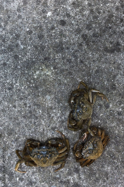 Obraz Three fresh crabs on a gray background, top view
