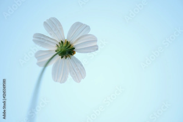 Obraz daisy flower on blue background