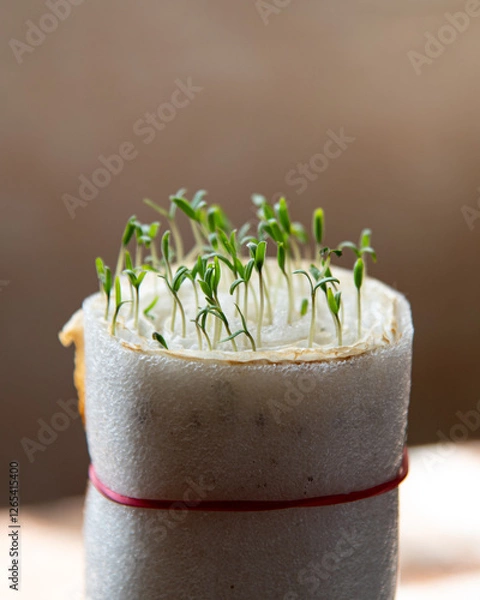 Fototapeta Young two-leaf tomato seedlings growing in high foam roll. Tiny plants in nursery. Agricultural technology for seeds let shoot. Healthy food production at backyard garden.