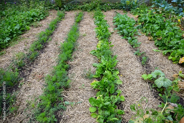 Fototapeta Mulching the soil in vegetable garden with yellow straw. Rows of young green plants in the field. Carrot, beetroots, sorrel, radish and other greenery growing in soil. Gardening technology.
