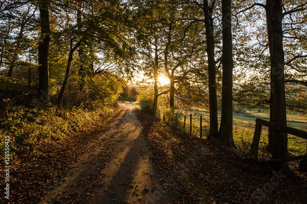 Obraz Herbst im Wald