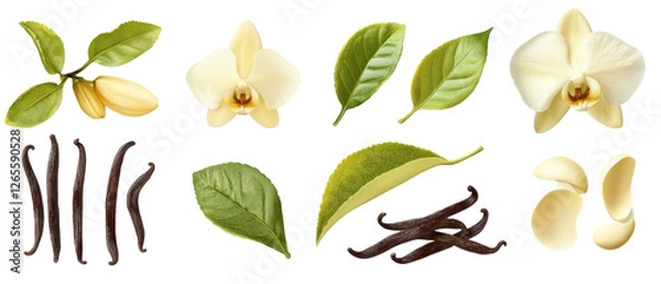 Fototapeta High quality vanilla flower, leaves, and pods arranged beautifully