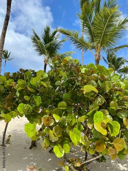 Obraz coconut palm tree