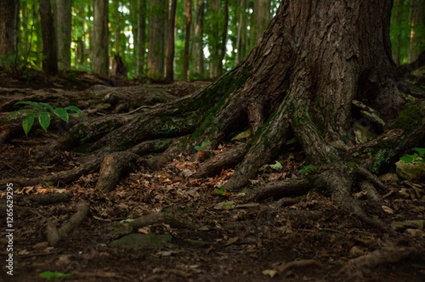 Fototapeta A close-up of roots above the ground covered in moss in a forest