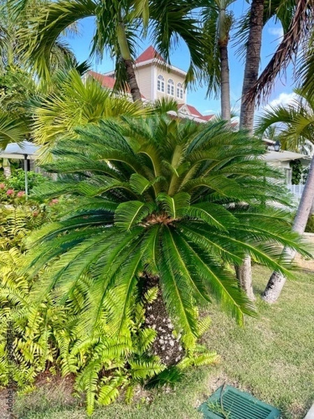 Obraz tropical garden with palm trees