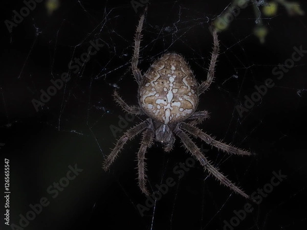 Fototapeta Extreme close-up of a hairy orb-weaver spider with detailed fangs and legs