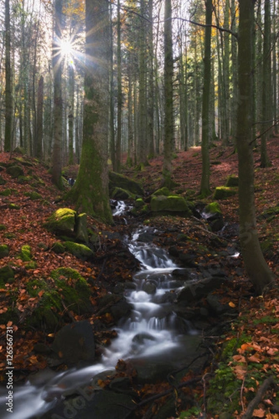 Obraz enchanted forest