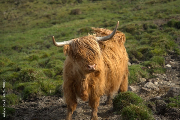 Obraz Highland Coos on the Isle of skye