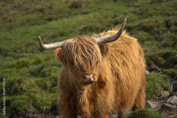 Obraz Highland Coos on the Isle of skye