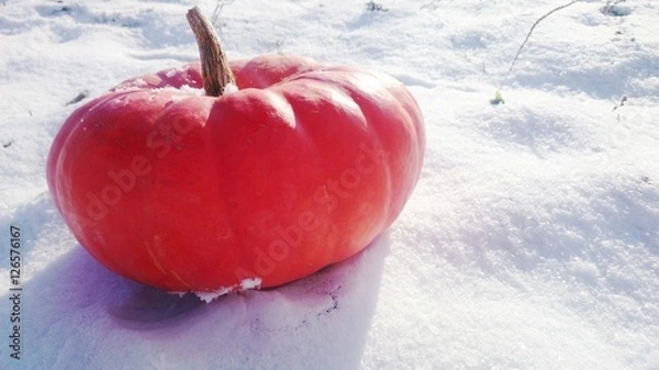 Fototapeta Тыква на снегу