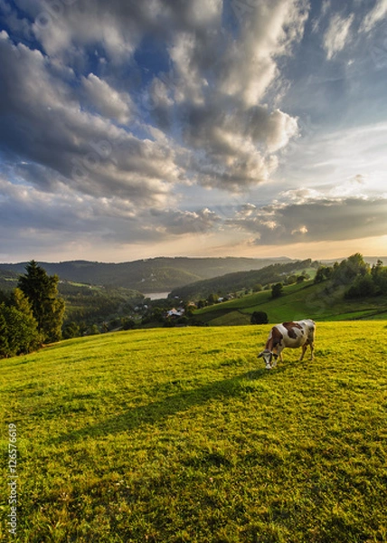 Fototapeta Pejzaż z krową