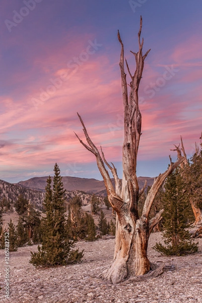 Obraz Sunset with the Ancients