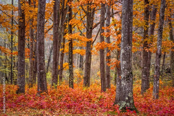 Obraz Beautiful autumn forest