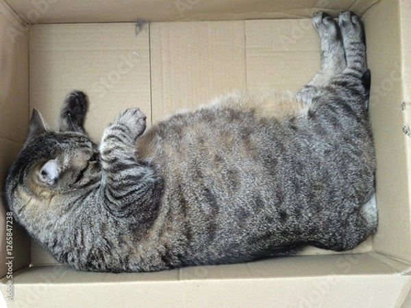 Fototapeta A spring cure for losing weight is necessary - Cat in a box