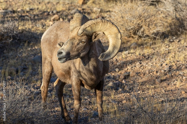 Fototapeta Desert Bighorn Sheep Ram in the Nevada Desert