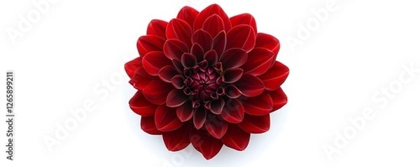 Fototapeta Top view of a deep red Dahlia flower with symmetrical petals, isolated on a white background.