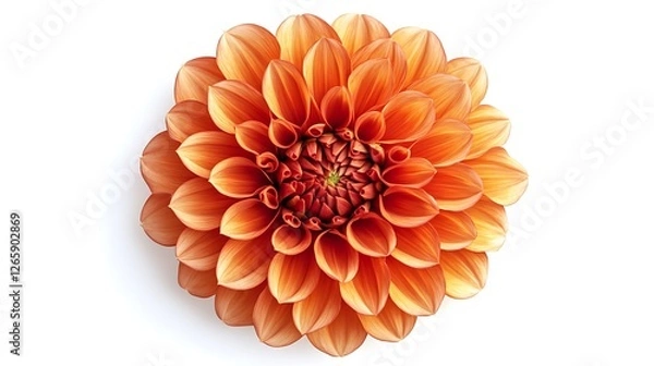 Fototapeta Top view of a vibrant orange Dahlia flower with layered petals, isolated on a white background.