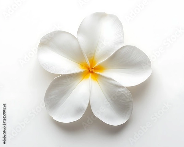 Fototapeta Top view of a white plumeria with a yellow center, isolated on a white background.