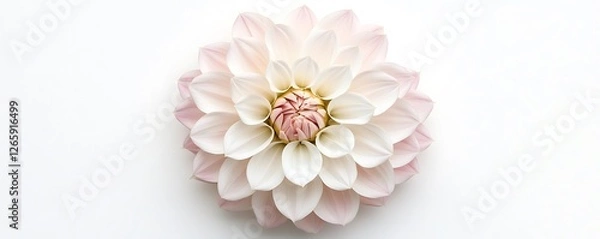 Fototapeta White and pink Dahlia flower with delicate details, top view, isolated on a white background.